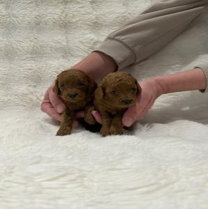 Poodle toy ελληνικης εκτροφης με πειντιγκρι