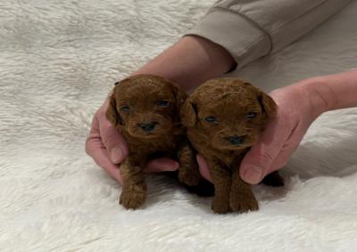 Poodle toy ελληνικης εκτροφης με πειντιγκρι - (μικρογραφία 2)