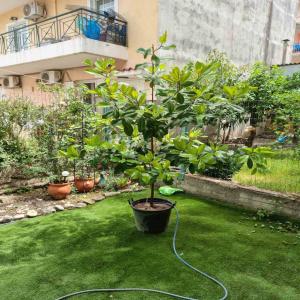 Πωλείται δέντρο Μανόλια μεγανθής 2 μέτρων - 120 €