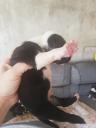 America staff puppies Λάρνακα νομού Κύπρου (νήσος), Κύπρος Ζώα - Κατοικίδια Πωλούνται (μικρογραφία 3)