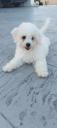 Bichon frise toy tog adorable (μικρογραφία)