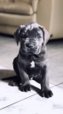 Cane Corso 45 days old (μικρογραφία)