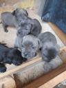 Cane Corso 45 days old Αθήνα νομού Αττικής - Αθηνών, Αττική Ζώα - Κατοικίδια Πωλούνται (μικρογραφία 2)