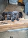 Cane Corso 45 days old Αθήνα νομού Αττικής - Αθηνών, Αττική Ζώα - Κατοικίδια Πωλούνται (μικρογραφία 3)