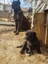 Cane corso/Κανε Κορσο Κομοτηνή νομού Ροδόπης, Θράκη Ζώα - Κατοικίδια Πωλούνται (μικρογραφία 3)