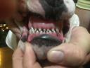 Dogo Argentino κουτάβια Θεσσαλονίκη νομού Θεσσαλονίκης, Μακεδονία Ζώα - Κατοικίδια Πωλούνται (μικρογραφία 3)