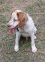 English springer spaniel καθαρόαιμα πωλούνται!!! Πύργος νομού Ηλείας, Πελοπόννησος Ζώα - Κατοικίδια Πωλούνται (μικρογραφία 3)