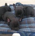 French bulldog puppies (μικρογραφία)