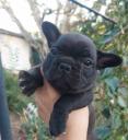 French bulldog puppies Λαμία νομού Φθιώτιδας, Στερεά Ελλάδα Ζώα - Κατοικίδια Πωλούνται (μικρογραφία 2)