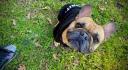 French bulldog πωλειται (μικρογραφία)