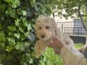 Golden Doodle( γκολντεντούντλ θηλυκο,2  εμβολια,με τσιπακι Θεσσαλονίκη νομού Θεσσαλονίκης, Μακεδονία Ζώα - Κατοικίδια Πωλούνται (μικρογραφία 2)