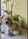 Golden Doodle( γκολντεντούντλ θηλυκο,2  εμβολια,με τσιπακι (μικρογραφία)