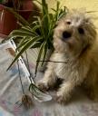 Golden Doodle( γκολντεντούντλ θηλυκο,2  εμβολια,με τσιπακι Θεσσαλονίκη νομού Θεσσαλονίκης, Μακεδονία Ζώα - Κατοικίδια Πωλούνται (μικρογραφία 3)