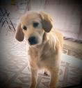 Golden retriever ελληνικό  καθαροαιμο 6 μηνών μεσαίου μεγέθο Περιστερι νομού Αττικής - Αθηνών, Αττική Ζώα - Κατοικίδια Πωλούνται (μικρογραφία 3)