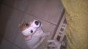 Jack Russell terrier Ανω Λιοσια νομού Αττικής - Δυτικής, Αττική Ζώα - Κατοικίδια Πωλούνται (μικρογραφία 2)
