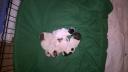Jack Russell terrier Ανω Λιοσια νομού Αττικής - Δυτικής, Αττική Ζώα - Κατοικίδια Πωλούνται (μικρογραφία 3)
