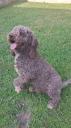 LAGOTTO ROMANGIOLO πωλείται (μικρογραφία)