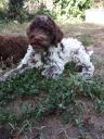 Lagotto Romagnolo κουταβια 65 ημερων Θερμη νομού Θεσσαλονίκης, Μακεδονία Ζώα - Κατοικίδια Πωλούνται (μικρογραφία 1)