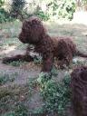 Lagotto Romagnolo κουταβια 65 ημερων Θερμη νομού Θεσσαλονίκης, Μακεδονία Ζώα - Κατοικίδια Πωλούνται (μικρογραφία 2)