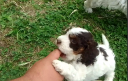 Lagotto romagnolo κουτάβια Λάρισα νομού Λαρίσης, Θεσσαλία Ζώα - Κατοικίδια Πωλούνται (μικρογραφία 3)