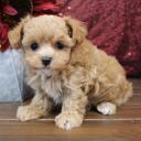 Maltipoo 3 μηνων  κουτάβι (μικρογραφία)