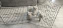 POMERANIAN Spitz μίνι έως 4. 5 κιλά 500€, και λ έως 2.5 κιλά (μικρογραφία)