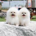 POMERANIAN mini 2 , 5 μηνών (μικρογραφία)