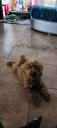 POODLE κανίς toy μέχρι 4. 5 κιλά (μικρογραφία)
