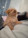 POODLE κανίς toy μέχρι 4. 5 κιλά Θεσσαλονίκη νομού Θεσσαλονίκης, Μακεδονία Ζώα - Κατοικίδια Πωλούνται (μικρογραφία 3)