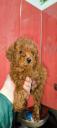POODLE κανίς toy μέχρι 4. 5 κιλά λευκά Θεσσαλονίκη νομού Θεσσαλονίκης, Μακεδονία Ζώα - Κατοικίδια Πωλούνται (μικρογραφία 2)