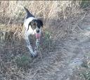 Pointer retriever τέλειο σε λαγό πέρδικα μπεκάτσα (μικρογραφία)