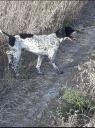 Pointer retriever τέλειο σε λαγό πέρδικα μπεκάτσα Λευκωσία νομού Κύπρου (νήσος), Κύπρος Ζώα - Κατοικίδια Πωλούνται (μικρογραφία 2)