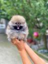 Pomeranian καθαροαιμο (μικρογραφία)