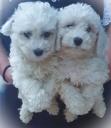 Poodle κόκινα 4 -5 κιλα,2 εμβολια Θεσσαλονίκη νομού Θεσσαλονίκης, Μακεδονία Ζώα - Κατοικίδια Πωλούνται (μικρογραφία 2)