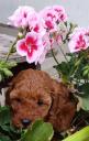 Poodle κόκινα 4 -5 κιλα,2 εμβολια (μικρογραφία)