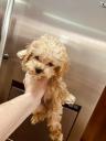 Poodle mini-toy κόκινα ως 1,5 κ'3-4κ. κ'γκολντεντούντλ θηλυκ Θεσσαλονίκη νομού Θεσσαλονίκης, Μακεδονία Ζώα - Κατοικίδια Πωλούνται (μικρογραφία 2)