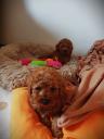 Poodle mini-toy κόκινα ως 1,5 κ'3-4κ. κ'γκολντεντούντλ θηλυκ (μικρογραφία)