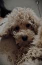 Poodle mini-toy κόκινα ως 1,5 κ'3-4κ. κ'γκολντεντούντλ θηλυκ Θεσσαλονίκη νομού Θεσσαλονίκης, Μακεδονία Ζώα - Κατοικίδια Πωλούνται (μικρογραφία 2)