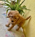 Poodle κόκινο αρσενικο 4 -5 κιλα,2 εμβολια Θεσσαλονίκη νομού Θεσσαλονίκης, Μακεδονία Ζώα - Κατοικίδια Πωλούνται (μικρογραφία 2)