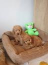 Poodle κόκινο αρσενικο 4 -5 κιλα,2 εμβολια Θεσσαλονίκη νομού Θεσσαλονίκης, Μακεδονία Ζώα - Κατοικίδια Πωλούνται (μικρογραφία 3)