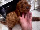 Poodle mini-toy κόκινα ως 1,5 κ'3-4κ. κ'γκολντεντούντλ θηλυκ (μικρογραφία)