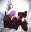 Poodle σοκολατι-διάφορα χρώματα,3-4 κιλα,2 εμβολια (μικρογραφία)