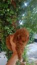 Poodle σοκολατι-διάφορα χρώματα,3-4 κιλα,2 εμβολια Θεσσαλονίκη νομού Θεσσαλονίκης, Μακεδονία Ζώα - Κατοικίδια Πωλούνται (μικρογραφία 2)