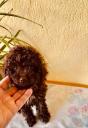 Poodle σοκολατι-διάφορα χρώματα,3-4 κιλα,2 εμβολια (μικρογραφία)