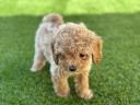 Poodle toy 3 μηνων βερικοκι Αργυρουπολη νομού Αττικής - Αθηνών, Αττική Ζώα - Κατοικίδια Πωλούνται (μικρογραφία 2)