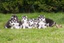 SIBERIAN HUSKY PUPPIES (μικρογραφία)