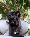 Toy exotic Yorkshire terrier black diamond (μικρογραφία)