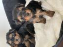 Yorkshire terrier mini Λάρισα νομού Λαρίσης, Θεσσαλία Ζώα - Κατοικίδια Πωλούνται (μικρογραφία 2)