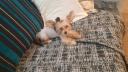 Yorkshire terrier θηλυκό ασημί χρώμα ως 1,5 kg (μικρογραφία)