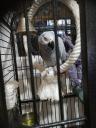 Zako African Grey 4ων ετών θηλυκό Λερος νομού Δωδεκανήσου, Νησιά Αιγαίου Ζώα - Κατοικίδια Πωλούνται (μικρογραφία 3)
